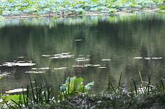 795-Hangzhou,17 luglio 2014